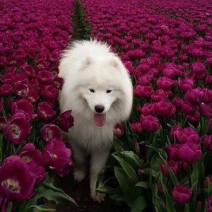 Meet your Posher, Elmer